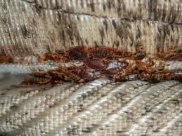bedbug 2 Bed Bugs Control in Mombasa